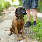 Black figure of 8 lead over a brown dog's nose, the dog sitting on a gravel path beside the owner's boots