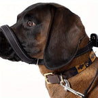 Close-up of the padded black nose loop on a brown dog, with a short strap clipped to its leather collar