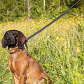 Black figure of 8 lead over the nose of a brown hound-type dog sitting in long grass and yellow wildflowers