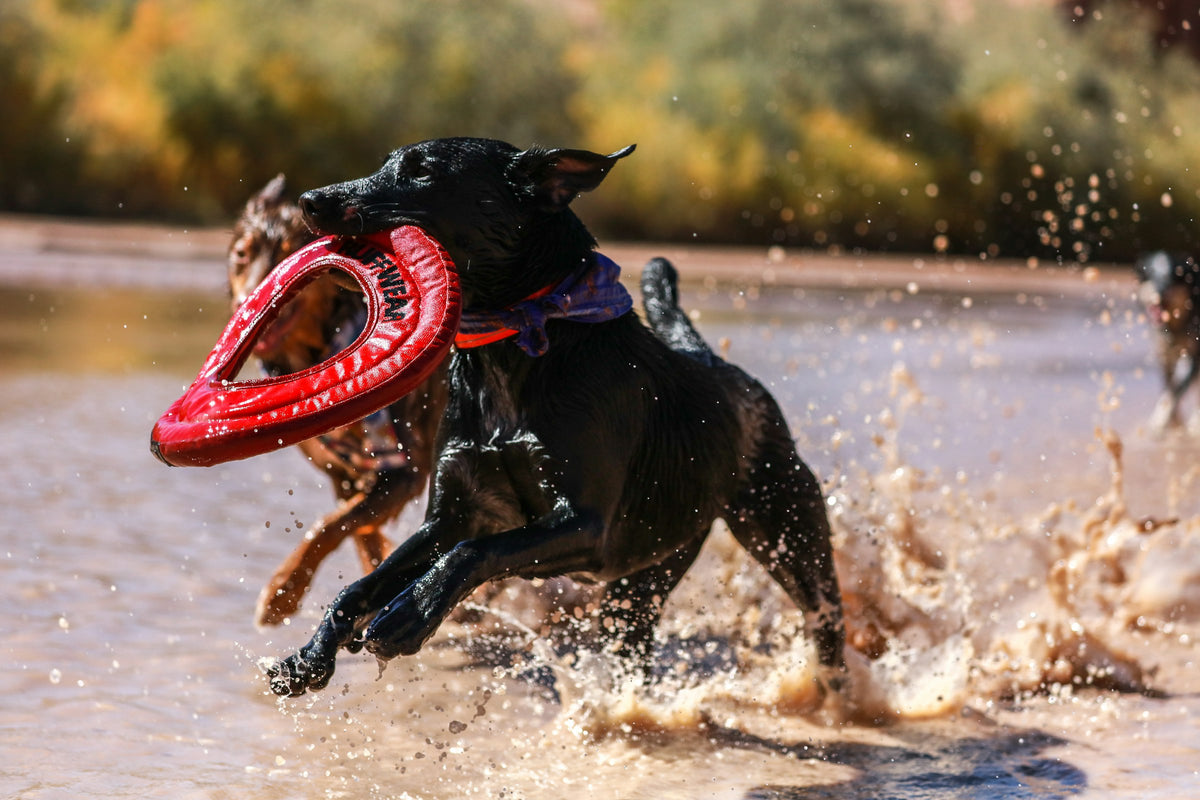 Black dog running through shallow water with a red ring toy in its mouth