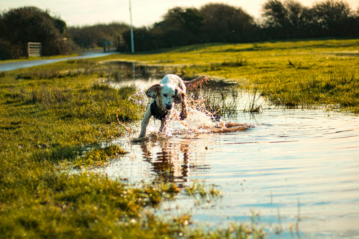 Dog splashing through a big puddle on a grassy field in golden evening light
