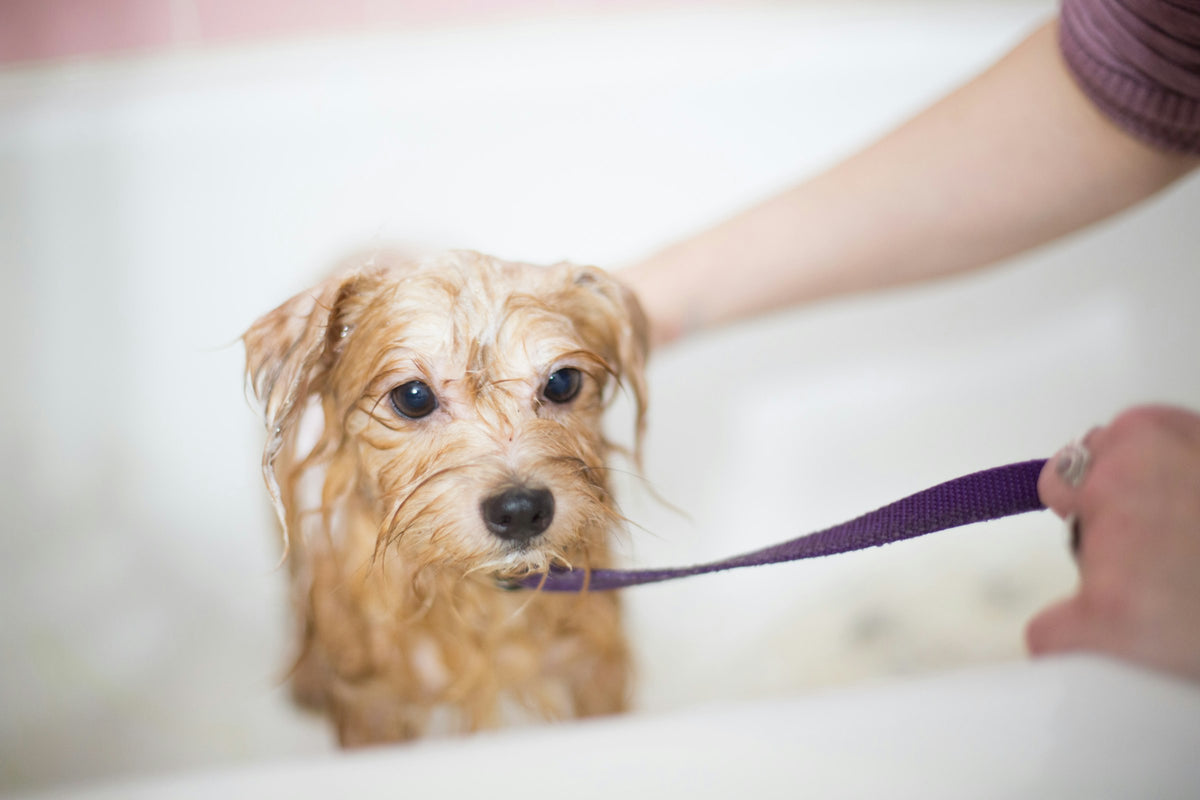 Wet scruffy terrier standing in a white bath with a purple lead