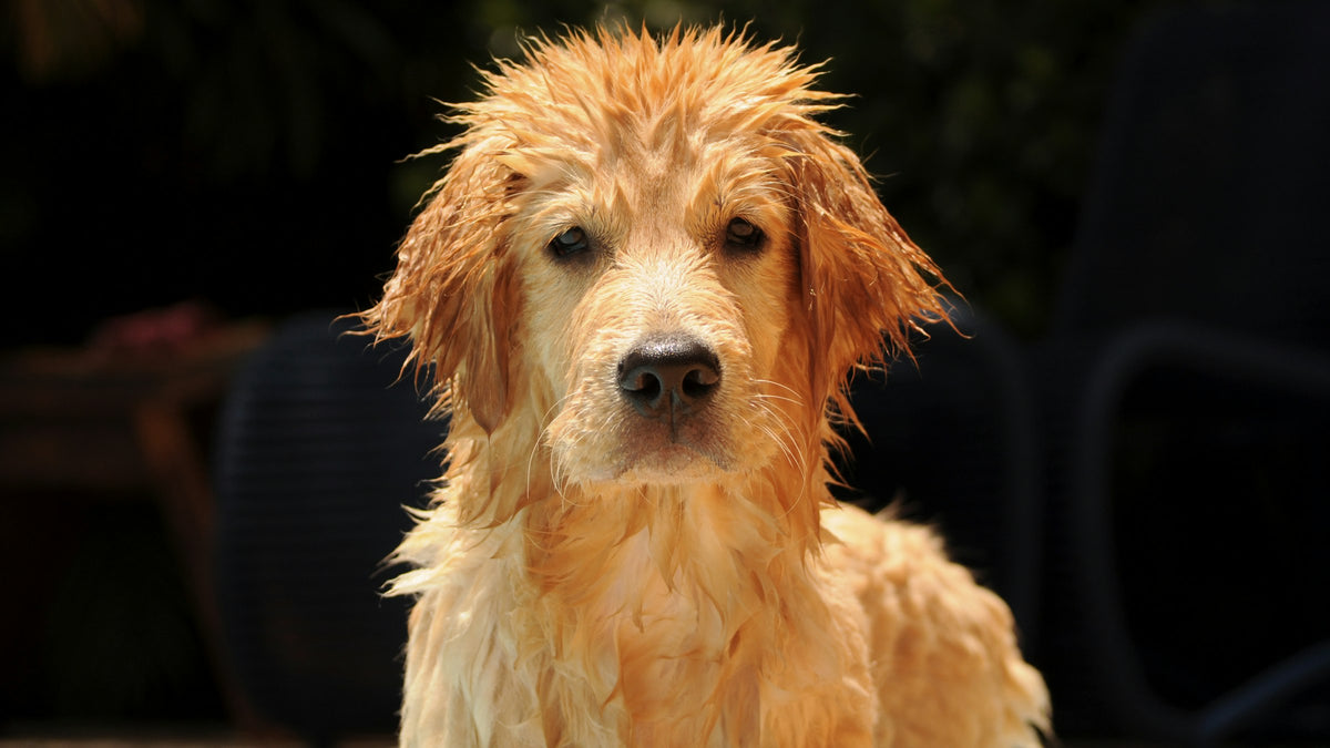 Wet golden retriever puppy looking at the camera against a dark background