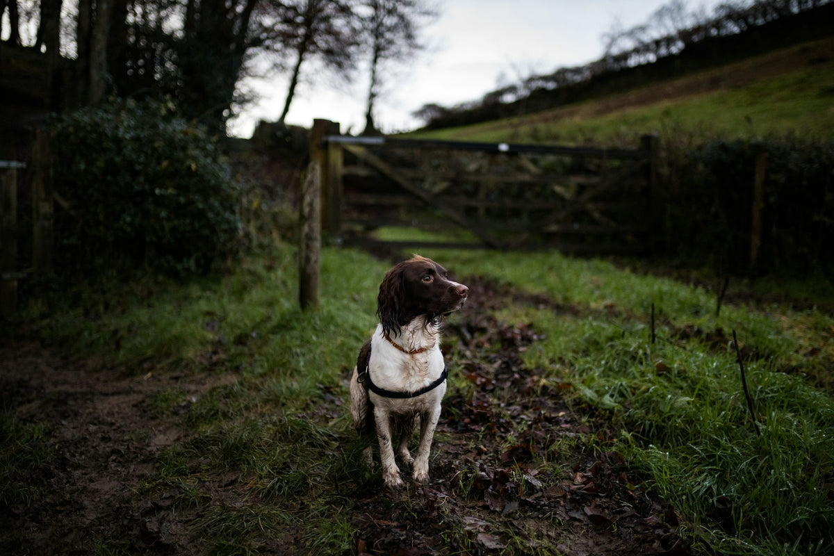 Springer spaniel sitting in a muddy green field by a wooden gate
