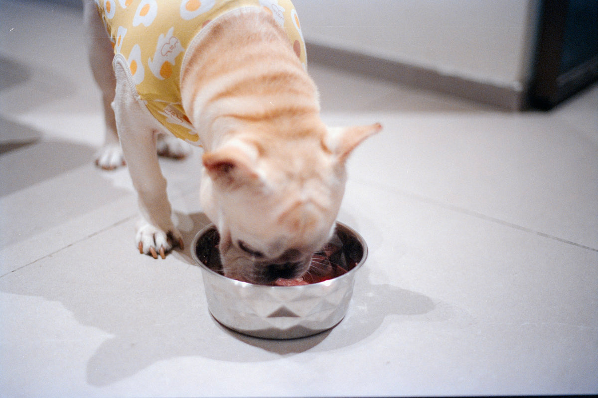 French bulldog in a yellow top eating from a steel bowl on a light floor